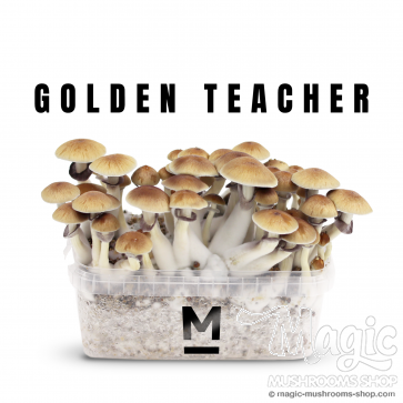 Golden teacher Zauberpilze Grow Box mit Myzel