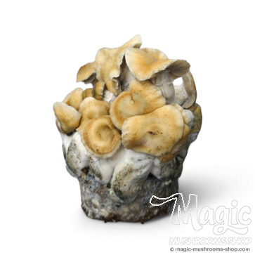 Spore print Pensacola