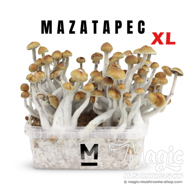 Mondo® Growkit Mazatapec XL