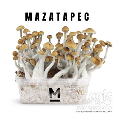 Mondo® Growkit Mazatapec