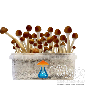 GetMagic Mazatapec+ Magic Mushrooms Grow Kit