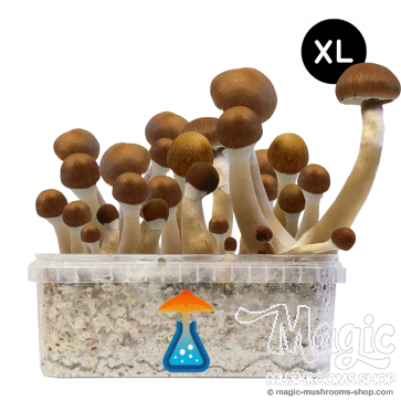 GetMagic McKennaii XL Grow Kit