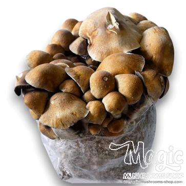 Brazil psilocybe cubensis Spore Print 