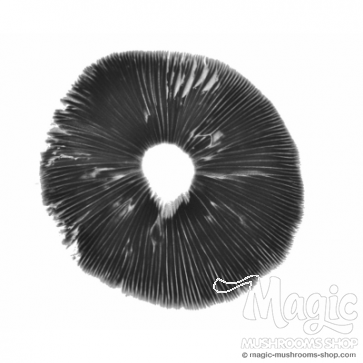 Mexican spore print