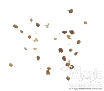 Tobacco Samen | Nicotiana Tabacum | 1 gram of Seeds