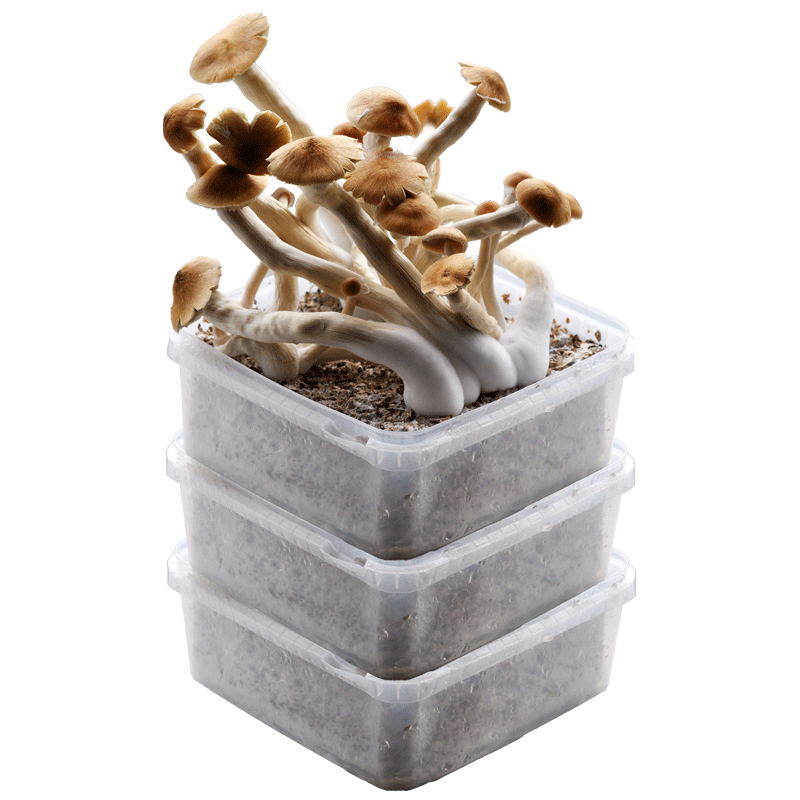 GetMagic Extra Large Magic Mushroom grow kit deal