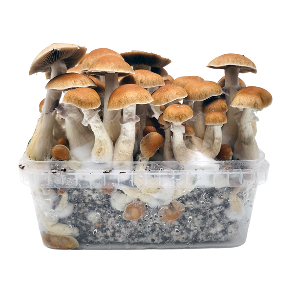 PES Amazonian GrowBox Cloud920® Classic XL PES Amazonian GrowBox Cloud920® Classic XL
