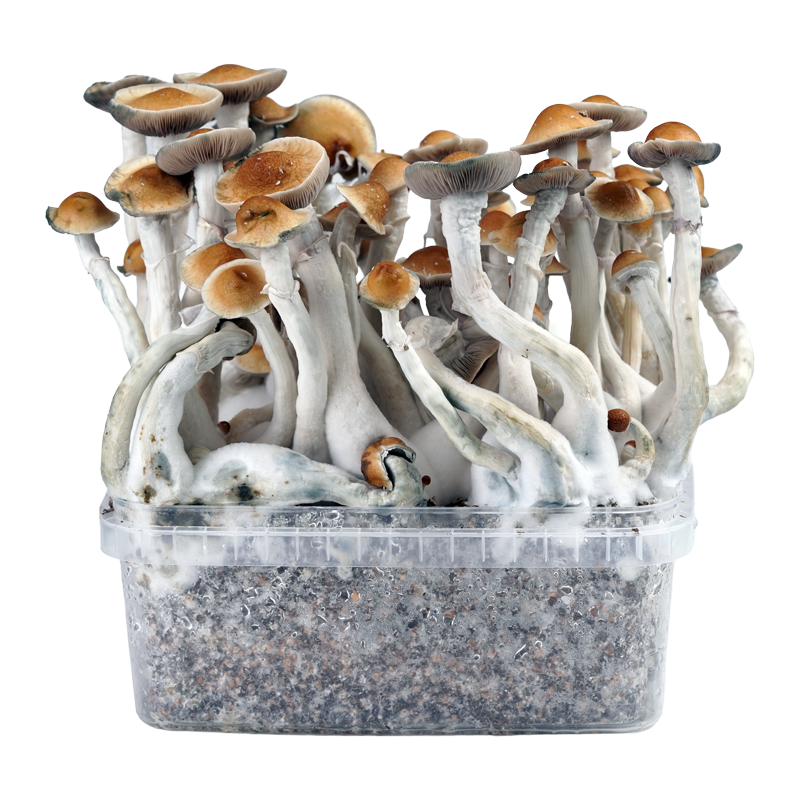Flush of Amazonian XTC growkit Flush of Amazonian XTC growkit