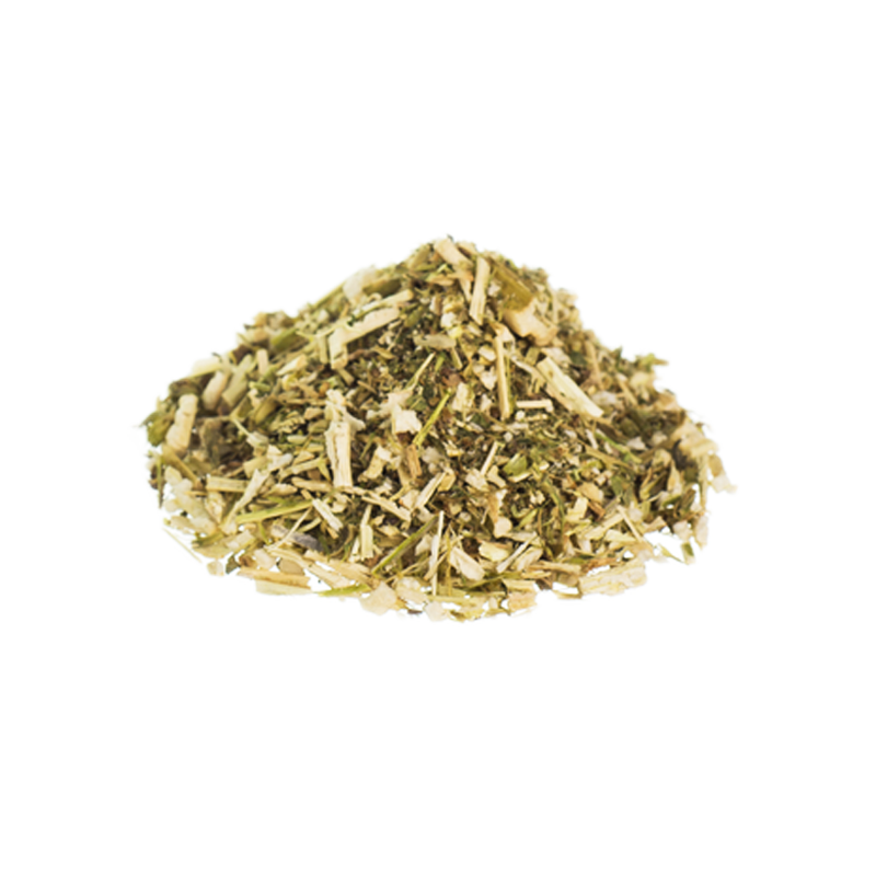 Marihuanilla | Leonurus sibiricus 