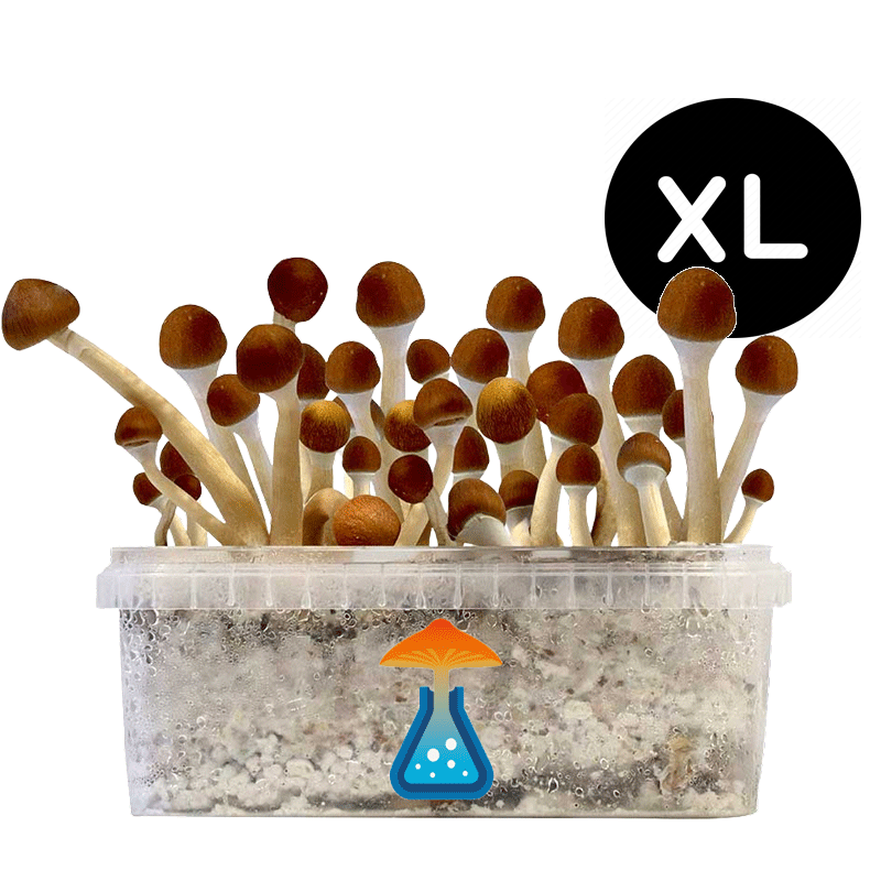 GetMagic Magic Mushroom grow kit XL GetMagic Magic Mushroom grow kit XL