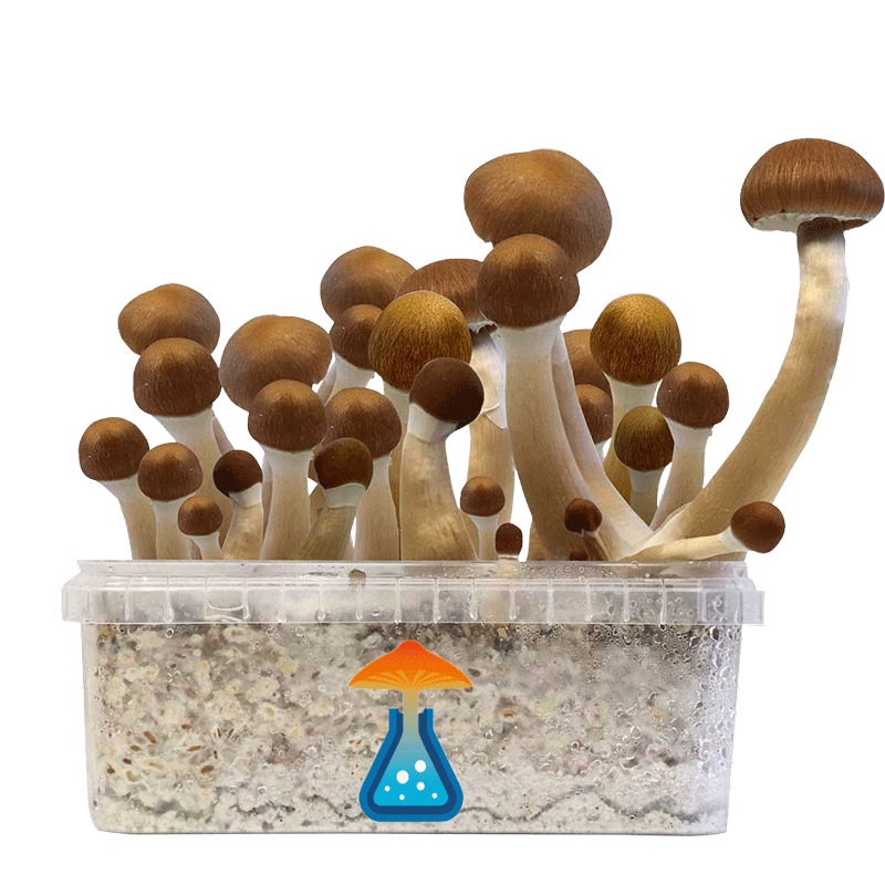 GetMagic McKennaii+ Magic Mushrooms Grow Kit