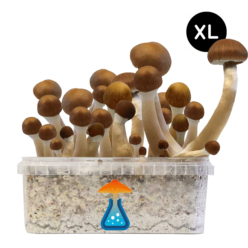 GetMagic McKennaii XL Grow Kit
