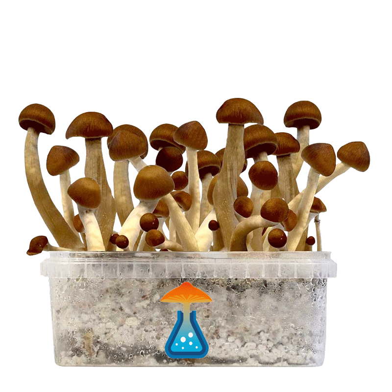 GetMagic Thai+ Magic Mushrooms Grow Kit GetMagic Thai+ Magic Mushrooms Grow Kit