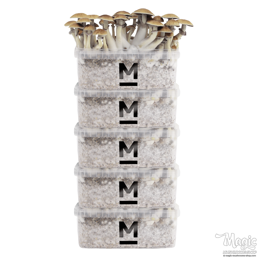Mondo® grow kit Discount 5 Pack Mondo® grow kit Discount 5 Pack