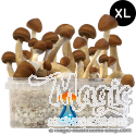 GetMagic B+ XL Grow Kit