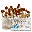 GetMagic Vambodia+ Magic Mushrooms Grow Kit