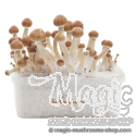 Amazonian XP Fresh Magic Mushrooms Grow Kit 