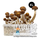 GetMagic McKennaii XL Grow Kit