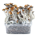 PES Amazon — Classic Grow Kit XL — Cloud920®