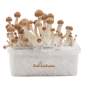 Amazonian XP Fresh Magic Mushrooms Grow Kit 