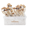 McKennaii Growkit - FreshMushrooms®