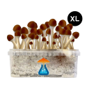 GetMagic Golden Teacher+ XL Grow Kit