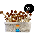 Mazatapec Grow Kit XL — GetMagic®