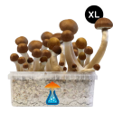 GetMagic McKennaii XL Grow Kit