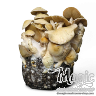 Cascadian Teacher Cloud920® XL Ready-to-Grow Beutel