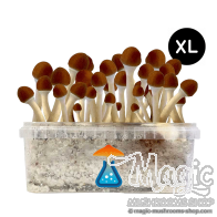 Goldener Teacher Pilze XL Growkit - GetMagic