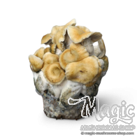 Hillbilly Pumpkin Cloud920® XL Ready-to-grow Beutel