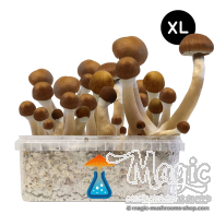 McKennaii Pilze XL Growkit - GetMagic