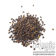 Katzenminze Samen | Nepeta Cataria | 20 samen