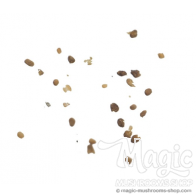 Tabaksamen | Nicotiana Tabacum | 20 Samen