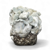 APE221 (Albino Penis Envy) — Ready-to-Grow Beutel Cloud920®