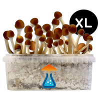 Cambodian Grow Kit XL — GetMagic®