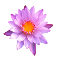 Rosa Lotus | Nelumbo Nucifera | 20 Gramm