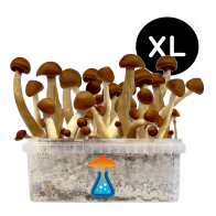 Thai Grow Kit XL — GetMagic®