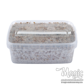 random magic mushrooms myclium grow kit