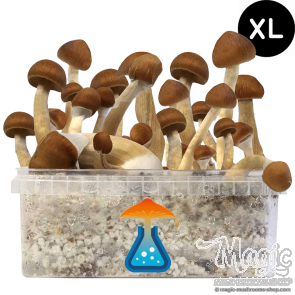 GetMagic B+ XL Grow Kit