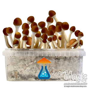 GetMagic Vambodia+ Magic Mushrooms Grow Kit