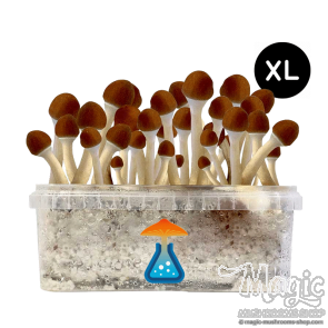 GetMagic Golden Teacher+ XL Grow Kit