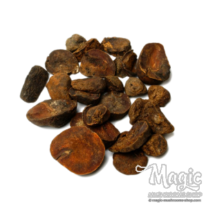 Kola Nut | Cola Nitida | Whole nuts Kola Nut | Cola Nitida | Whole nuts