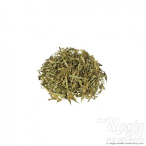 Maconha Brava | Zornia latifolia Maconha Brava | Zornia latifolia