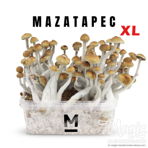 Mondo® Growkit Mazatapec XL Mondo® Growkit Mazatapec XL