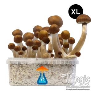 GetMagic McKennaii XL Grow Kit