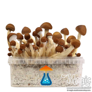 GetMagic Mexican+ Magic Mushrooms Grow Kit