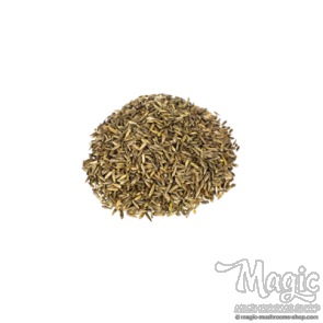 Reed Canary Grass | Phalaris Arundinacea Reed Canary Grass | Phalaris Arundinacea