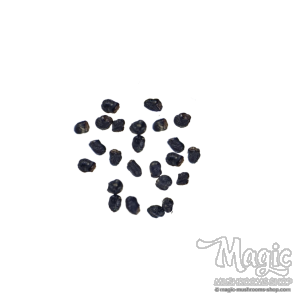 San Pedro Cactus | 20 seeds