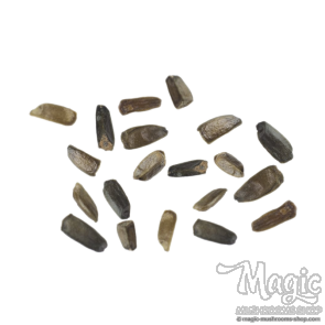 Wild dagga (Leonotis leonurus) seeds